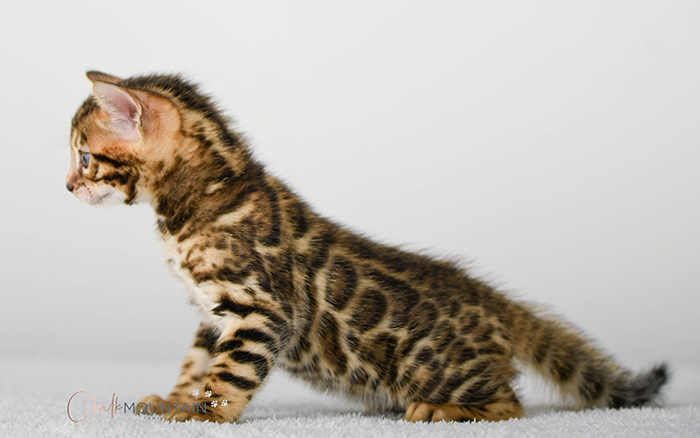 Bengal kitten for sale